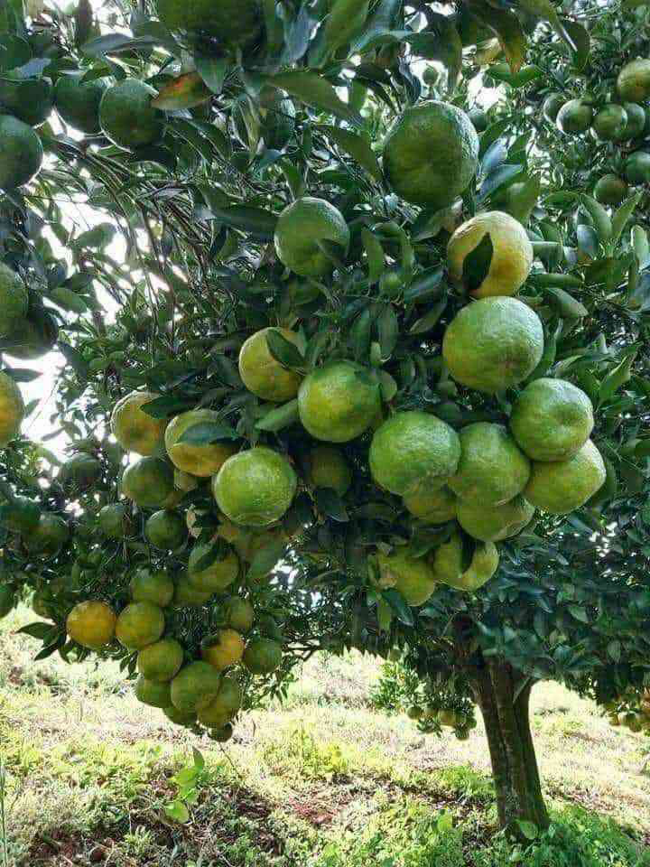 Plus de 10000 plants sélectionnés et greffé d'arbres fruitiers a grand rendement en vente dans la ville de Yaoundé 